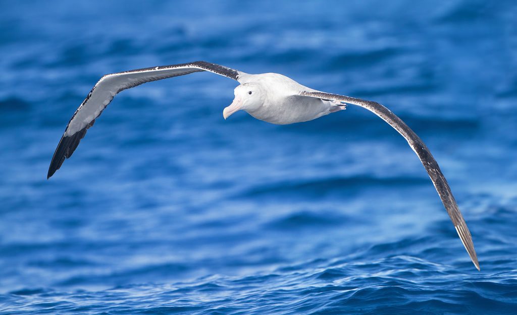 Wandering Albatross (Diomedea exulans) in flight, East of the Tasman Peninsula, Tasmania, Australia