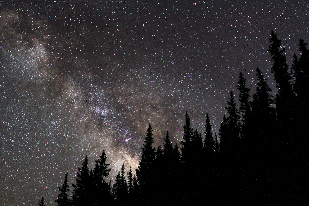 Milky Way sky behind a few tall pines within the White River National Forest