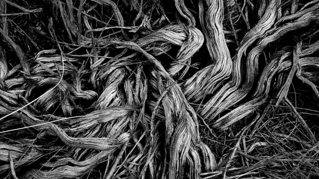 Black and white photo of dried and tangled grasses