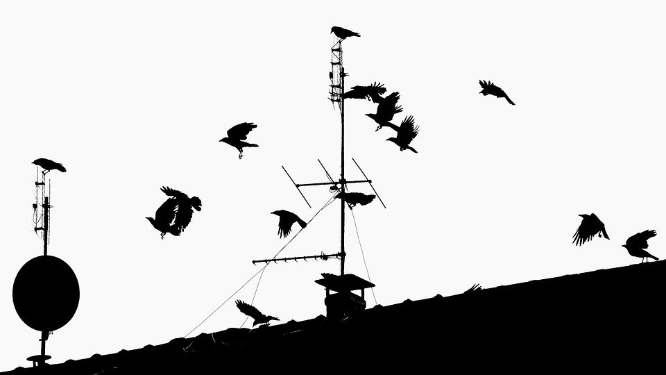 Image of Birds flying in black and white